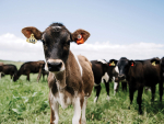 How BRD Impacts Calf Health, Growth and Dairy Farm Profitability