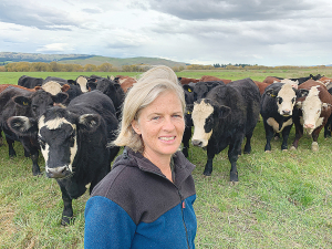 North Canterbury farmer Bridget Banks is looking forward to benchmarking her cattle’s performance against other commercial beef herds.