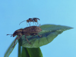 The wasp on a clover root weevil.