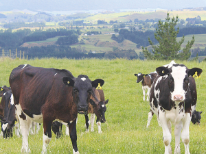 The 2023 Discovery Project team consists of 31 heifers, sourced from 17 breeders.