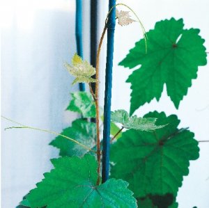 Facilitating Grapevine Imports