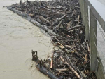 Woody debris build-up at Wigan Bridge Ūawa this morning. Photo Credit: Gisborne District Council