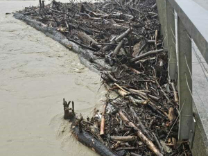 Woody debris build-up at Wigan Bridge Ūawa this morning. Photo Credit: Gisborne District Council