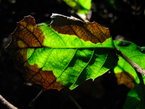 P. ramorum is causing the now widespread disease, sudden oak death, in California and Oregon.