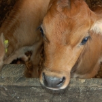 StockSense workshops for calving