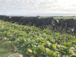 The Winter Grazing Action Group is progressing on work done by the Winter Grazing Taskforce in August last year.