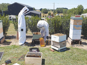 Hivesite’s Varroa treatment solution is based on heater panel – powered by a solar panel – that delivers a temperature of 39 to 45 degrees C, which kills the mite but not the bees.