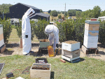 New Varroa heat treatment method causes a buzz