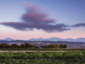 Brightwater Vineyards