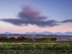 Brightwater Vineyards