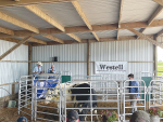 Animals under the hammer at the Westell Holstein Friesians Herd Dispersal Sale.