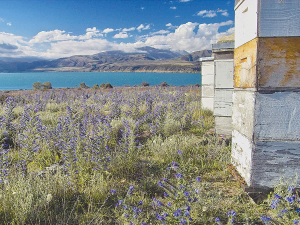 Heavy rains in the lower North Island and parts of Northland in December kept bees in their hives.