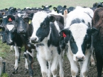 Calving raises risk of farm injuries