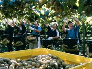 Zespri calls for grads