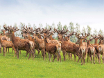 Deer industry farmers are trying to resolve a spat within the ranks.