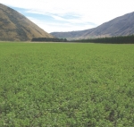 Lucerne the crop for all seasons