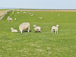 The ideal weaning date should be guided by maximising feed supplied to lambs and protecting ewe condition.