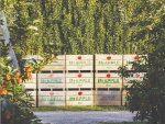 Bumper season for top apple exporter