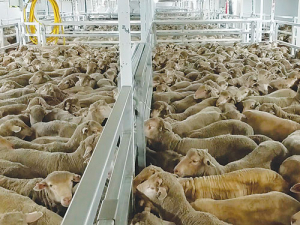 Aussie live exports under microscope