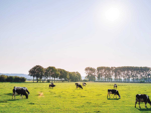 Heat stress in dairy cattle is probably the most overlooked seasonal problem in New Zealand.