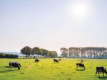 Mitigating the risk of heat stress in cows