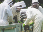 New Zealand's best honey producers were named last week.