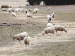 Nitrate poisoning is a real risk following drought with rain encouraging sudden and rapid plant growth.