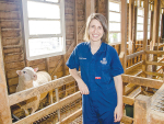 Taylor Pini says artificial insemination of sheep is notoriously difficult, resulting in pregnancy rates below 30%.