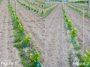 Figure 1: Dripline irrigation which encourages weed growth. Figure 2: This is the weed growth where a sub surface dripline has been installed.