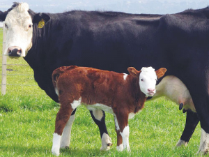 A high-performing dairy cow can break down if not managed properly.