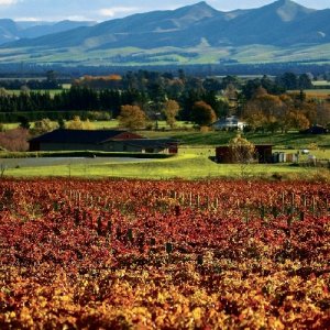 Waipara Valley Small but Perfectly Formed