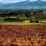 Waipara Valley Small but Perfectly Formed