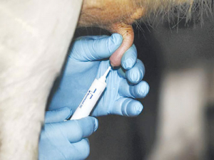Treatment options for cows at dry-off include dry cow therapy, internal teat sealant or whole herd therapy.