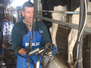 Ecolab territory manager Jeremy Raines ‘cupping up’ at the Spedding’s dairy farm.