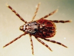 An unfed adult Theilera tick.