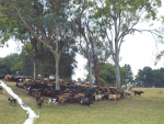 Cows crowd together and seek shade when the temperature soars.