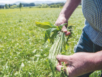 Plantain has positive effects on milk production and in reducing nitrate leaching.