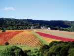 Soho’s Waiheke vineyard.