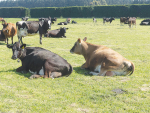 Lincoln University Dairy Farm will tweak some of its management practices following an animal welfare complaint.