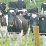 Is FE robbing your heifers blind?