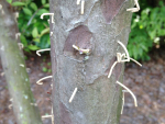 As the beetle tunnels, strands of boring dust, which look like toothpicks, extend from the tree. 