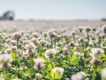 Germinal has released the world’s first hybrid of white and Caucasian clover.