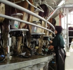 Making the most of higher milk price