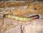 Porina caterpillar.