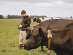 Farm manager Barry Flynn claims the collars have been a great success.