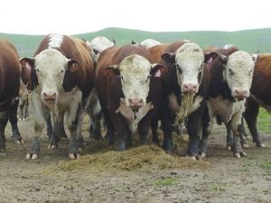 Finance plan for Hereford bull sales