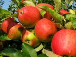 What's next for the apple and stonefruit industry?