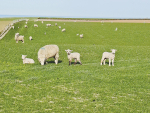 Early weaning of lambs a way to beat the dry