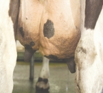 Mastitis treatment vindicates maker’s choices