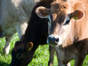 MPI is asking farmers to review their biosecurity practices ahead of Moving Day.